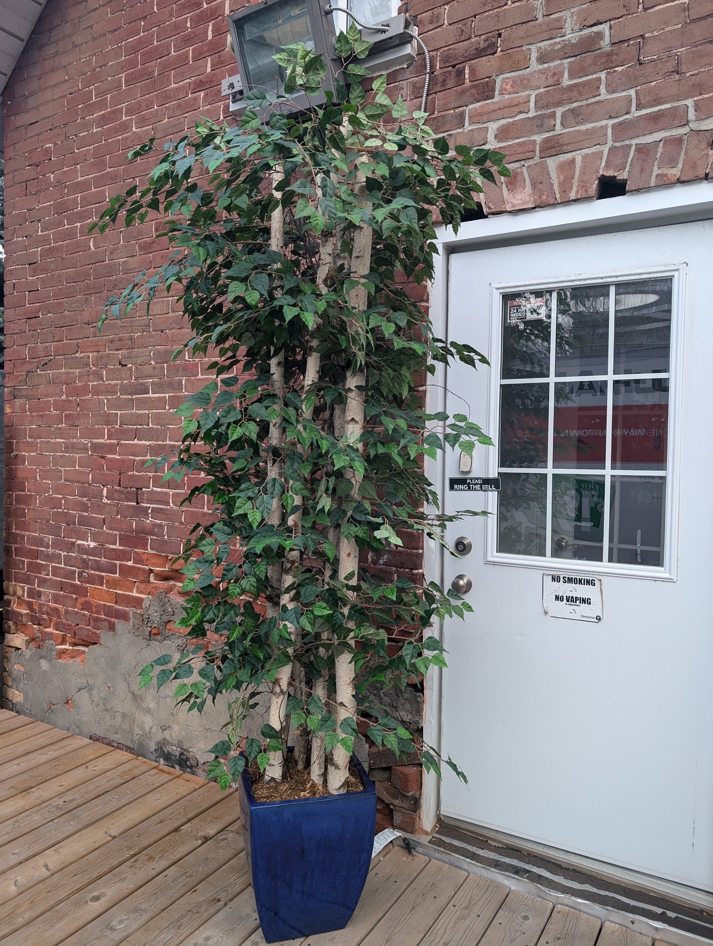 Artificial Ficus tree